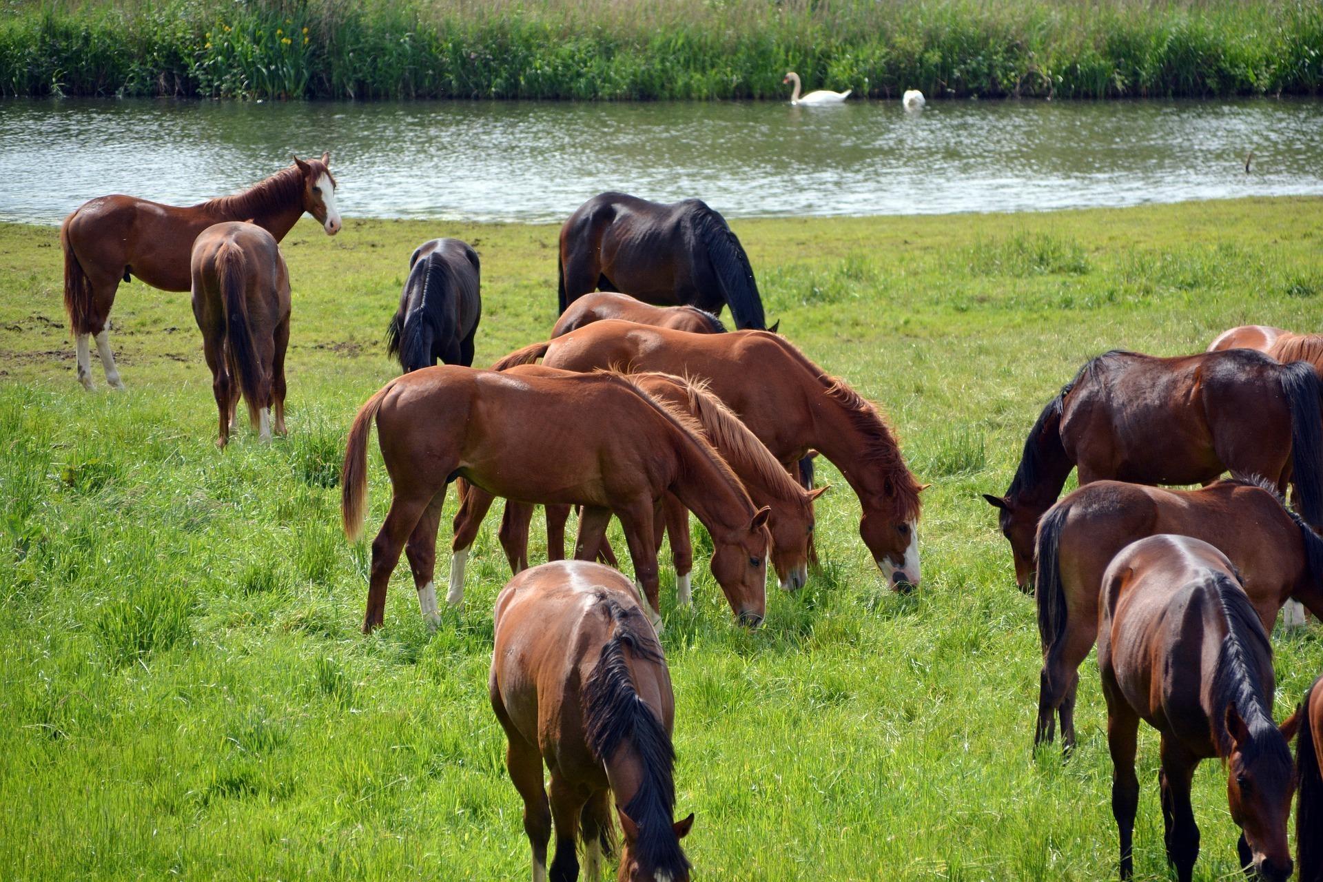 Waterfront Horse Farms for Sale in Wisconsin